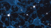 neurons