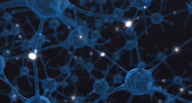 neurons