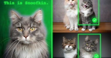 recognising cats with ai