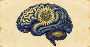brain functions