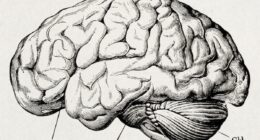 Brain
