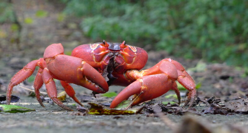 Christmas Island's famous red crabs.