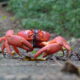 Christmas Island's famous red crabs.