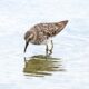 Sandpiper.