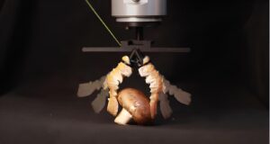 Robotic gripper made from langoustine tails.