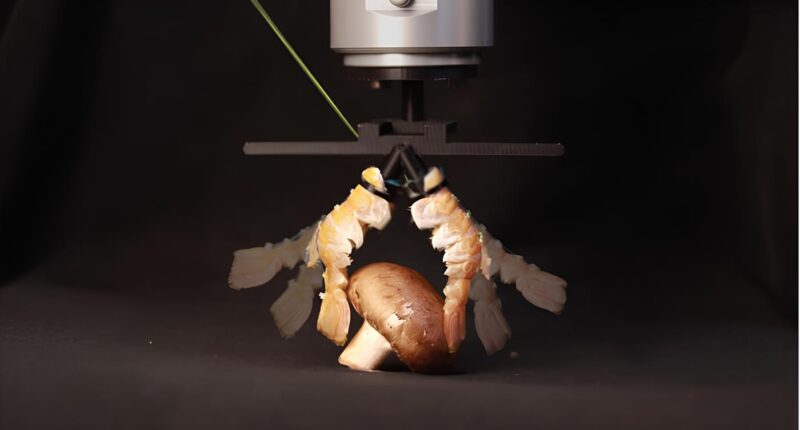 Robotic gripper made from langoustine tails.