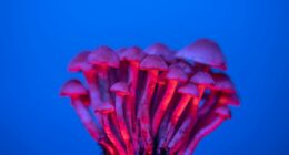 Psilocybin mushrooms.