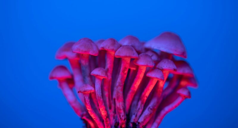 Psilocybin mushrooms.