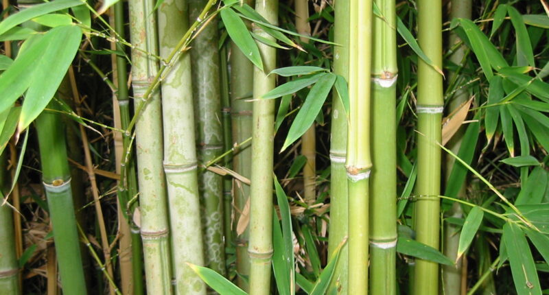 Bamboo.