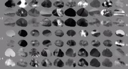 Reading a mouse's brain.