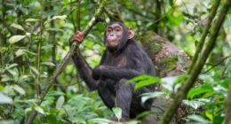 Chimpanzee at Kibale forest National Park.