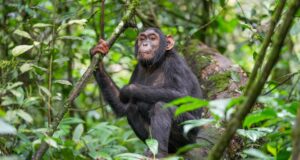 Chimpanzee at Kibale forest National Park.