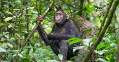 Chimpanzee at Kibale forest National Park.
