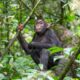 Chimpanzee at Kibale forest National Park.