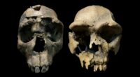 Homo erectus crania.
