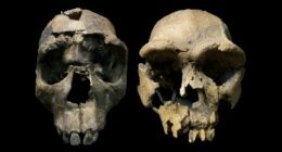 Homo erectus crania.