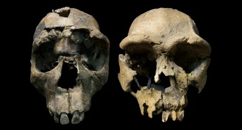 Homo erectus crania.