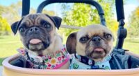 Pug dogs.