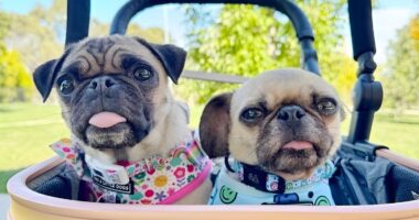Pug dogs.