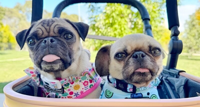 Pug dogs.
