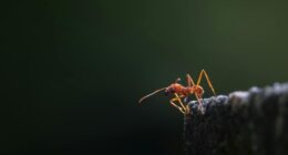 Ant.