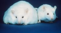 Lab mice.