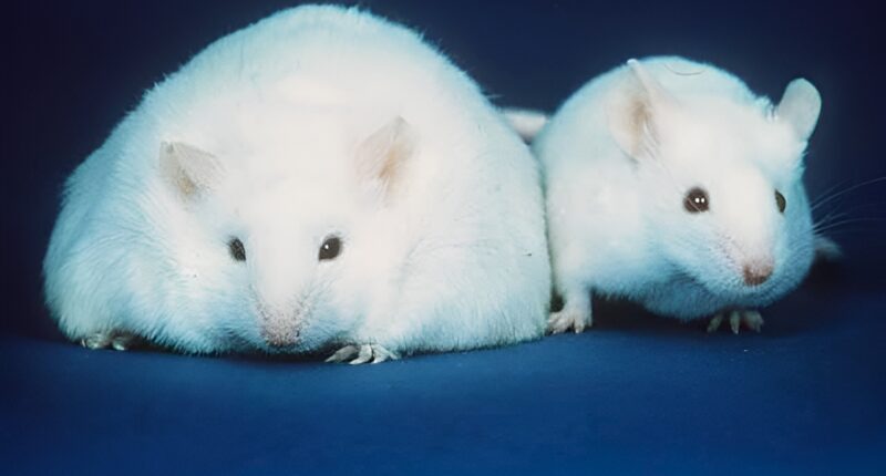 Lab mice.