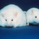 Lab mice.