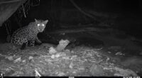 A jaguar visits a water hole.
