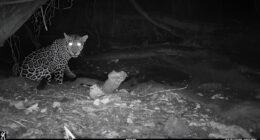 A jaguar visits a water hole.