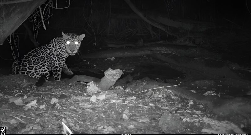 A jaguar visits a water hole.