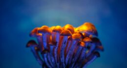 psilocybin
