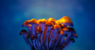 psilocybin